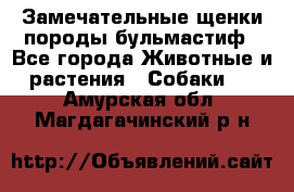 Замечательные щенки породы бульмастиф - Все города Животные и растения » Собаки   . Амурская обл.,Магдагачинский р-н